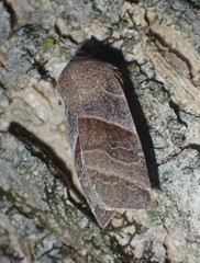 Eupsilia devia