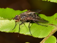 Peremptor modicus