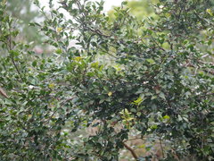 Camellia oleifera