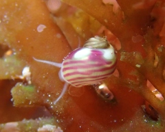 Eulithidium rubrilineatum