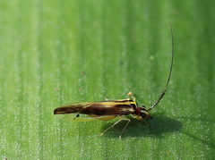 Aphyopsocus prolixus