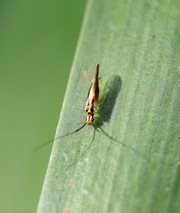 Aphyopsocus prolixus