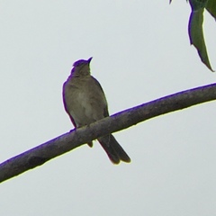 Turdus ignobilis