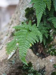 Davallia griffithiana