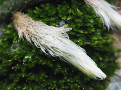 Davallia griffithiana