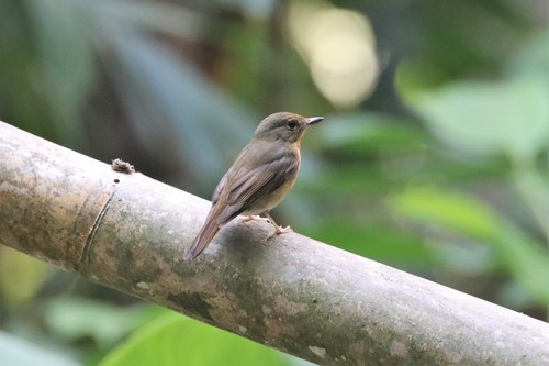 Large Blue Flycatcher (Cyornis magnirostris), photo 7