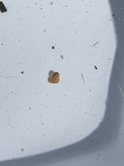 Pyrgulopsis bacchus