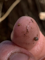 Pyrgulopsis bacchus