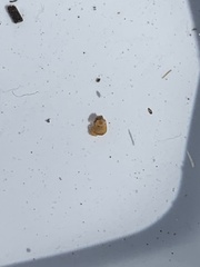 Pyrgulopsis bacchus
