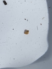 Pyrgulopsis bacchus