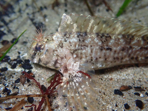 Rotspoel-slijmvis (Hypsoblennius gilberti) — Blenniidae