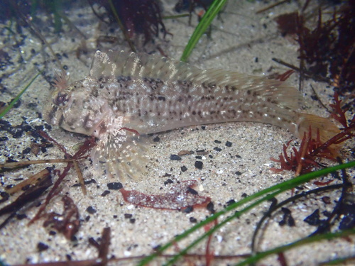 Notchbrow Blenny