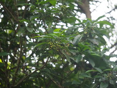 Psychotria asiatica