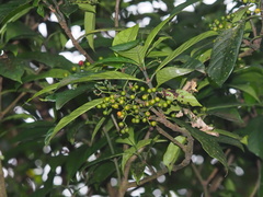 Psychotria asiatica