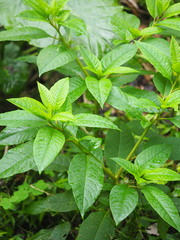 Phytolacca americana