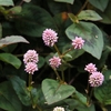 Pink Knotweed - Photo (c) Mauricio Mercadante, some rights reserved (CC BY-NC-SA)