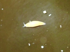 Vorticeros praedatorium