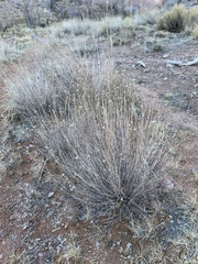 Helianthus devernii