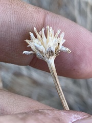 Helianthus devernii
