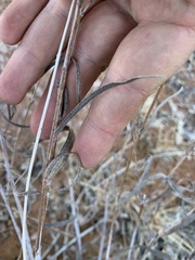 Helianthus devernii