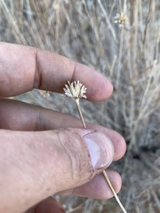 Helianthus devernii