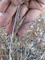 Helianthus devernii