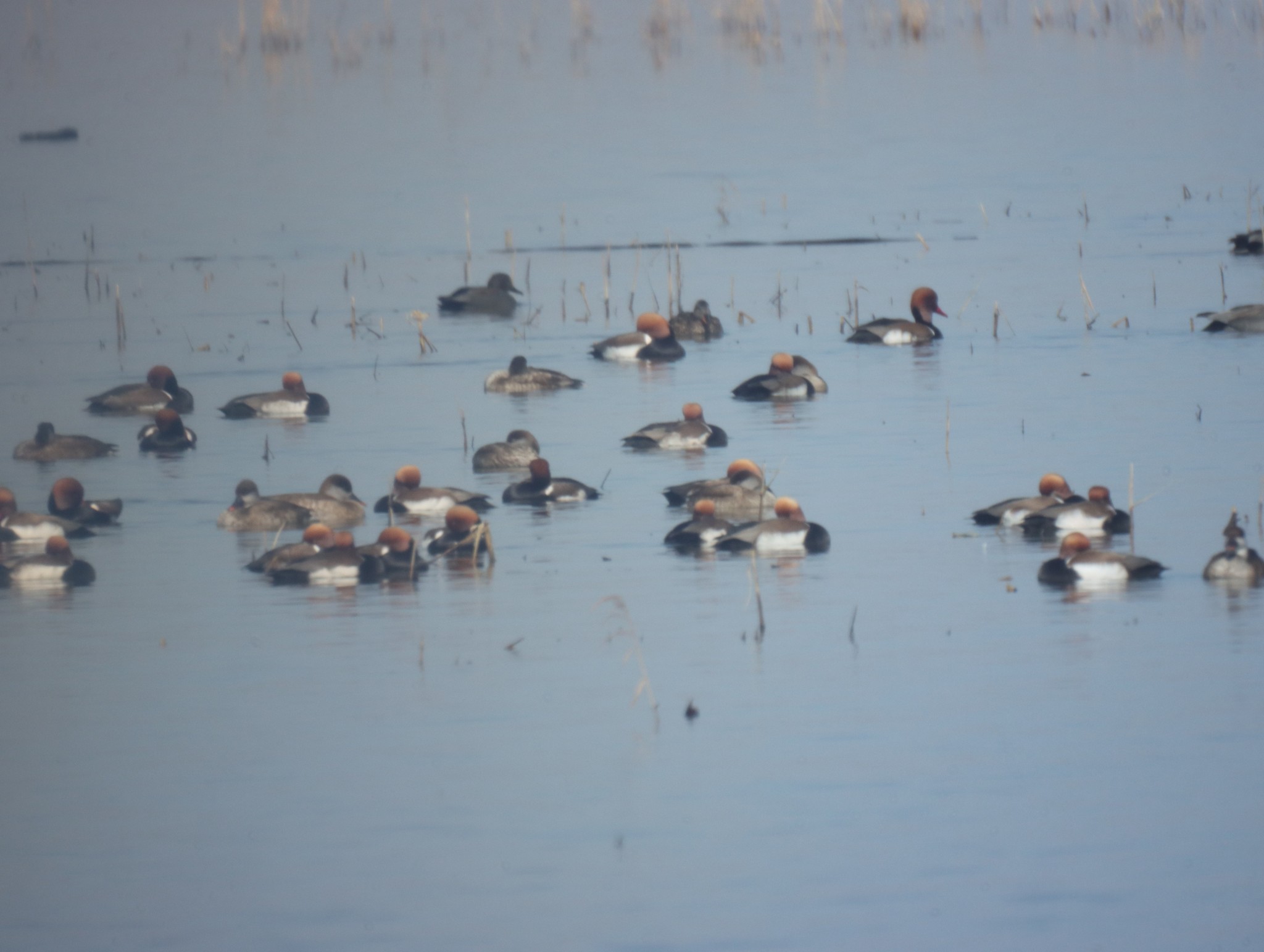 Red-crested Pochard