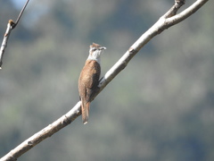 Cacomantis sonneratii