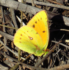 Colias vauthierii