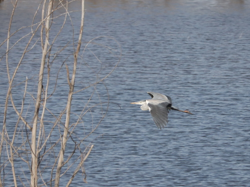 Grey Heron