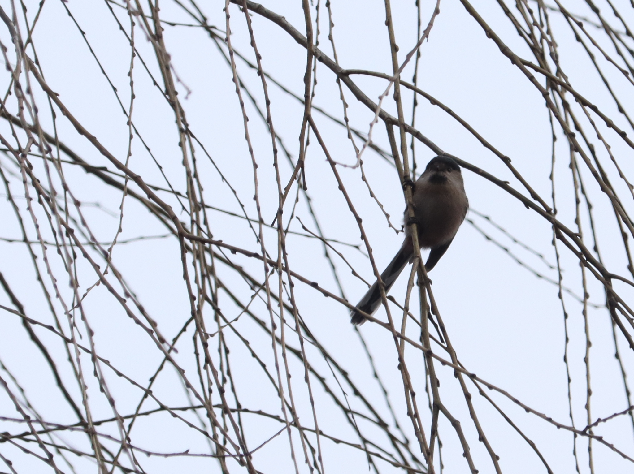 Silver-throated Bushtit