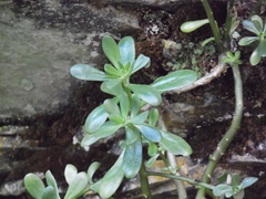 Sedum praealtum