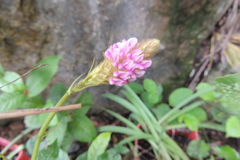 Uraria lagopodioides