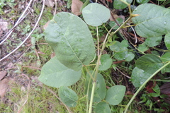 Uraria lagopodioides