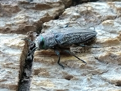 Chrysobothris rugosa