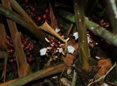 Geostachys
