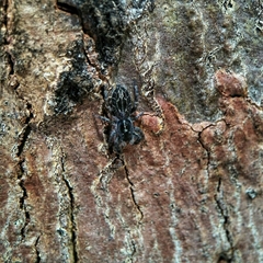 Ocrisiona melancholica