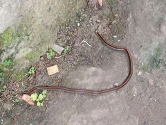 Calliophis intestinalis