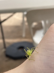 Austrophlugis orumbera