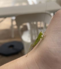 Austrophlugis orumbera