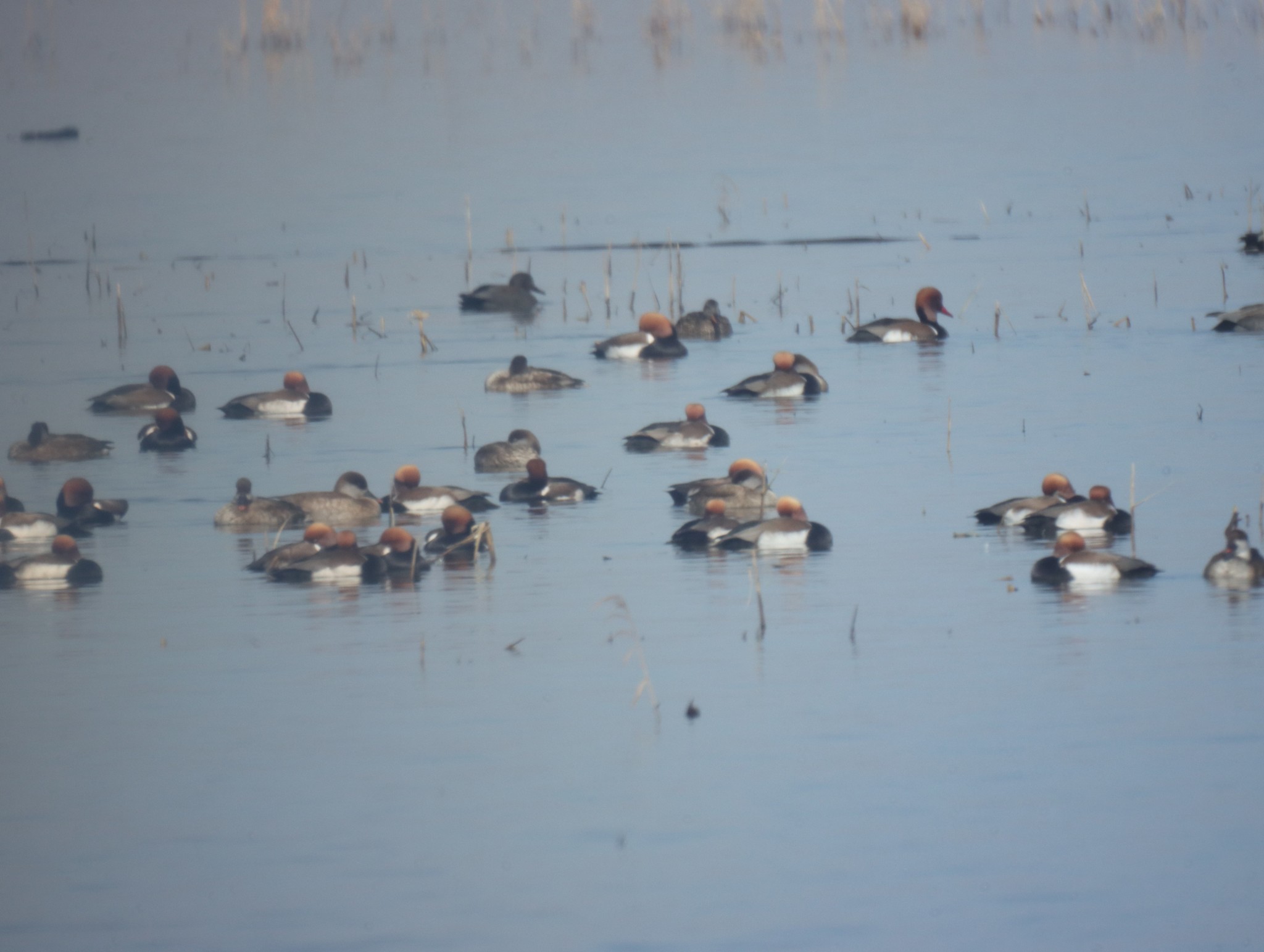Red-crested Pochard