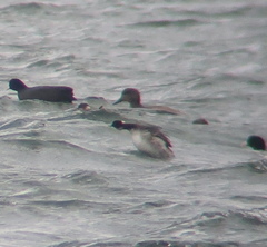 Podiceps nigricollis