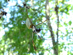 Trichonephila clavipes