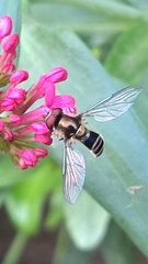Pseudoscaeva