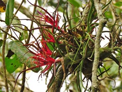 Tillandsia bulbosa