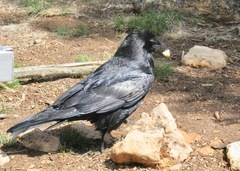 Corvus corax