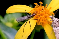 Telostylinus lineolatus