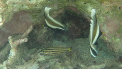 Cheilodipterus isostigma