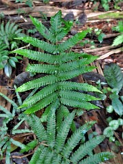 Goniopteris tetragona