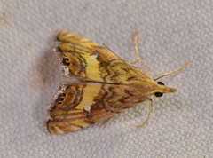 Glaucocharis chrysochyta